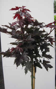 Hochstamm Spitzahorn Crimson Sentry 1